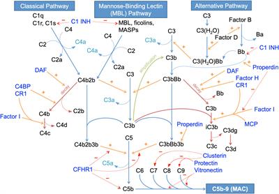 The role of the complement system in primary membranous nephropathy: A narrative review in the era of new therapeutic targets